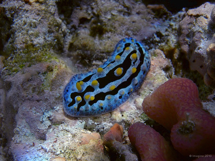 26- Nudibranche Phyllidia coelestis - Passe de Kouare.JPG